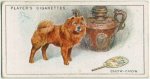 Chow-Chow