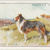 Rough-coated Collie
