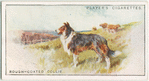Rough-coated Collie