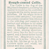 Rough-coated Collie
