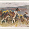 Smooth Collies