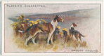Smooth Collies