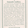 Smooth Collies