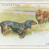 Dachshunds