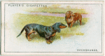 Dachshunds