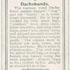 Dachshunds