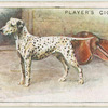 Dalmatian