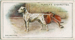 Dalmatian