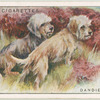 Dandie Dinmonts