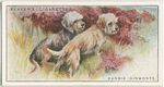 Dandie Dinmonts