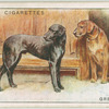 Great Danes
