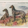 Deerhounds