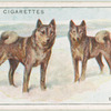 Elkhounds