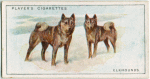 Elkhounds