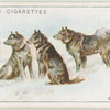 Esquimaux