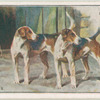 Foxhounds