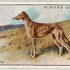 Greyhound