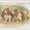 Basset Hounds (Rough-coated)