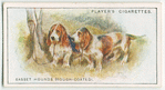 Basset Hounds (Rough-coated)