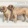 Mastiffs