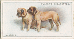 Mastiffs
