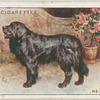 Black Newfoundland