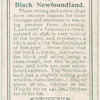 Black Newfoundland