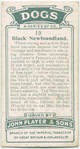 Black Newfoundland