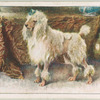 Poodle