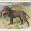 Curly Retriever