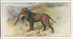 Curly Retriever
