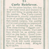 Curly Retriever