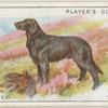 Retriever (Flat-coated)