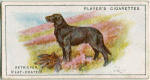 Retriever (Flat-coated)