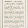 Retriever (Flat-coated)