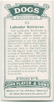 Labrador Retriever