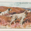 English Setters