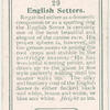 English Setters