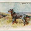 Gordon or Black and Tan Setters