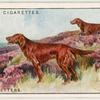 Irish Setters