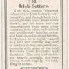 Irish Setters