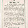 Irish Setters