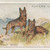 Alsatian Wolf Dogs