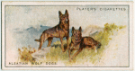 Alsatian Wolf Dogs