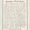 Alsatian Wolf Dogs