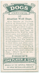 Alsatian Wolf Dogs