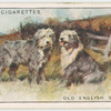 Old English Sheepdogs