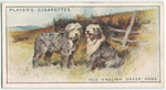 Old English Sheepdogs