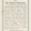 Old English Sheepdogs