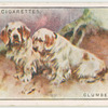 Clumber Spaniels